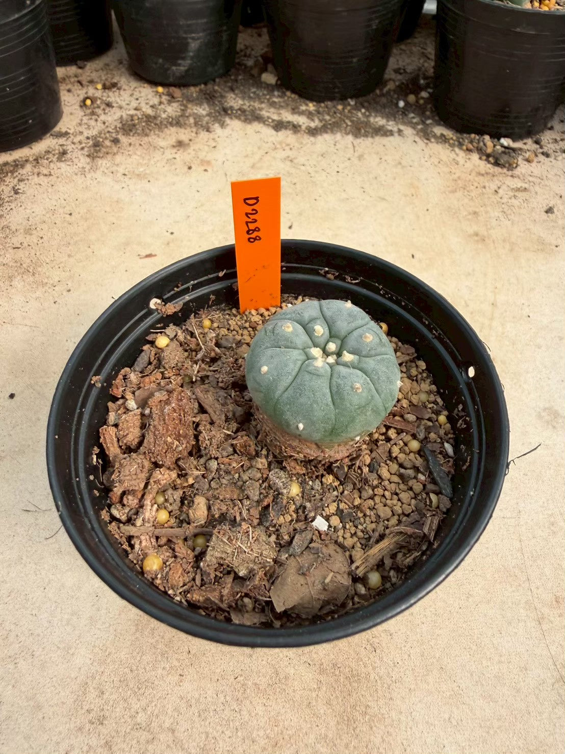 Lophophora williamsii – Peyote Cactus (Seed Grown, 3-3.5 cm, Own Root) 12 years old
