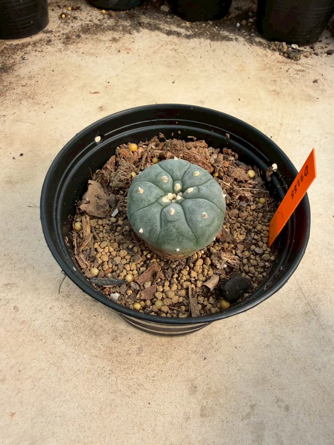 Lophophora williamsii – Peyote Cactus (Seed Grown, 3-3.5 cm, Own Root) 12 years old
