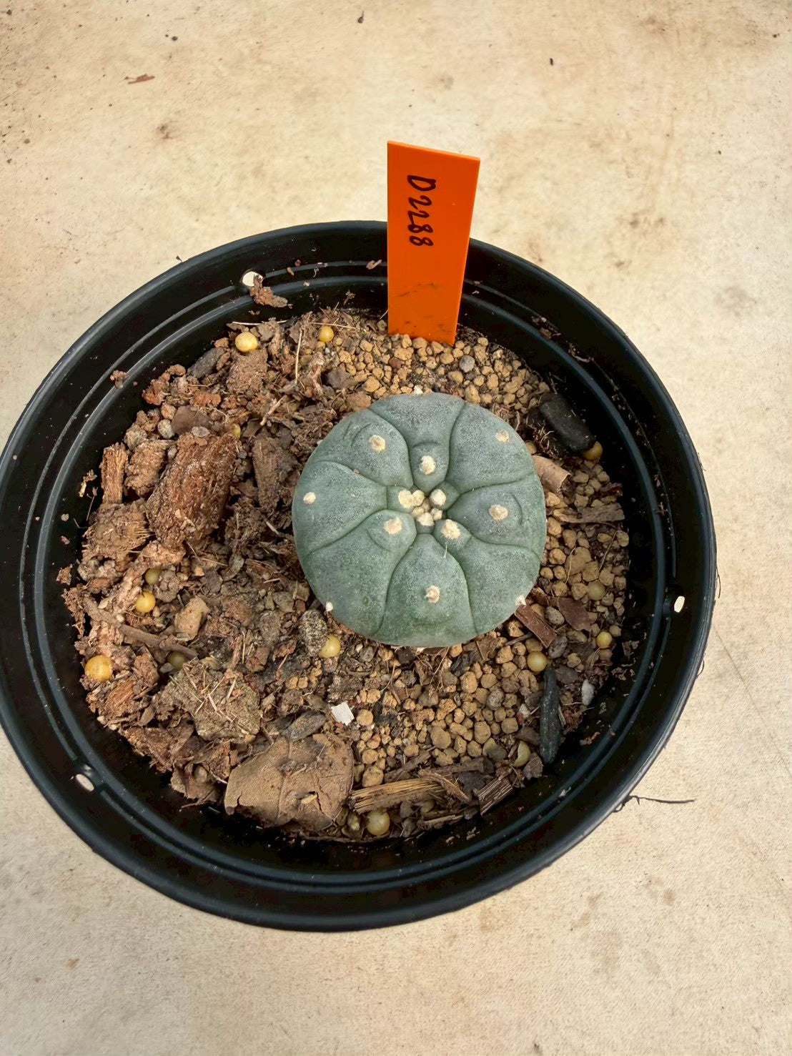 Lophophora williamsii – Peyote Cactus (Seed Grown, 3-3.5 cm, Own Root) 12 years old