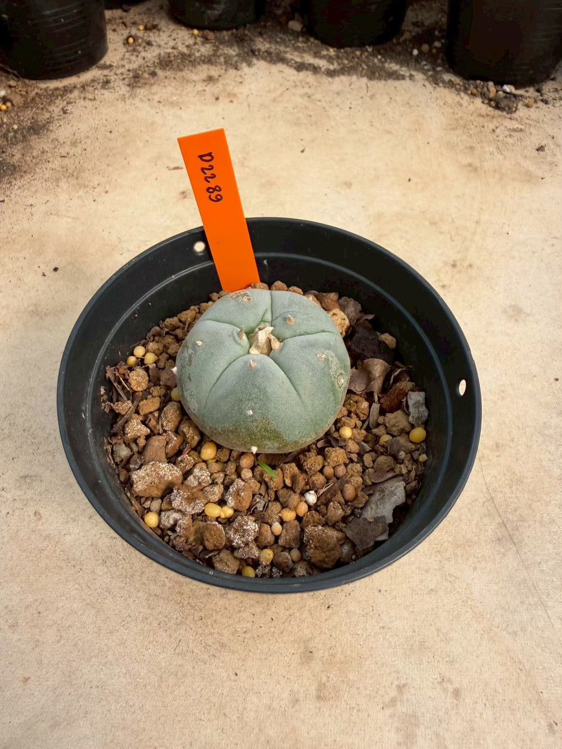 Lophophora williamsii – Peyote Cactus (Seed Grown, 3-3.5 cm, Own Root) 12 years old
