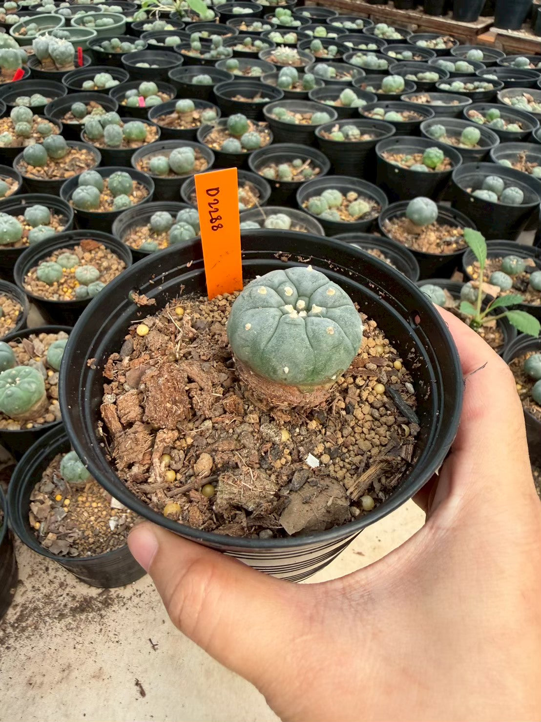 Lophophora williamsii – Peyote Cactus (Seed Grown, 3-3.5 cm, Own Root) 12 years old