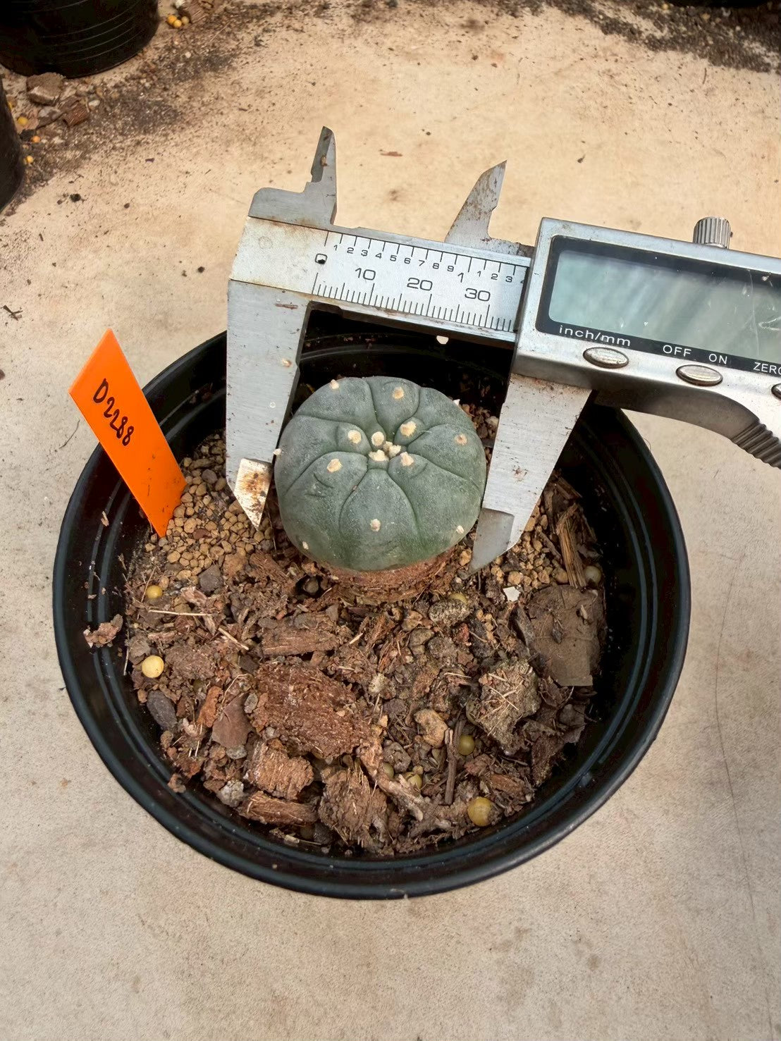 Lophophora williamsii – Peyote Cactus (Seed Grown, 3-3.5 cm, Own Root) 12 years old