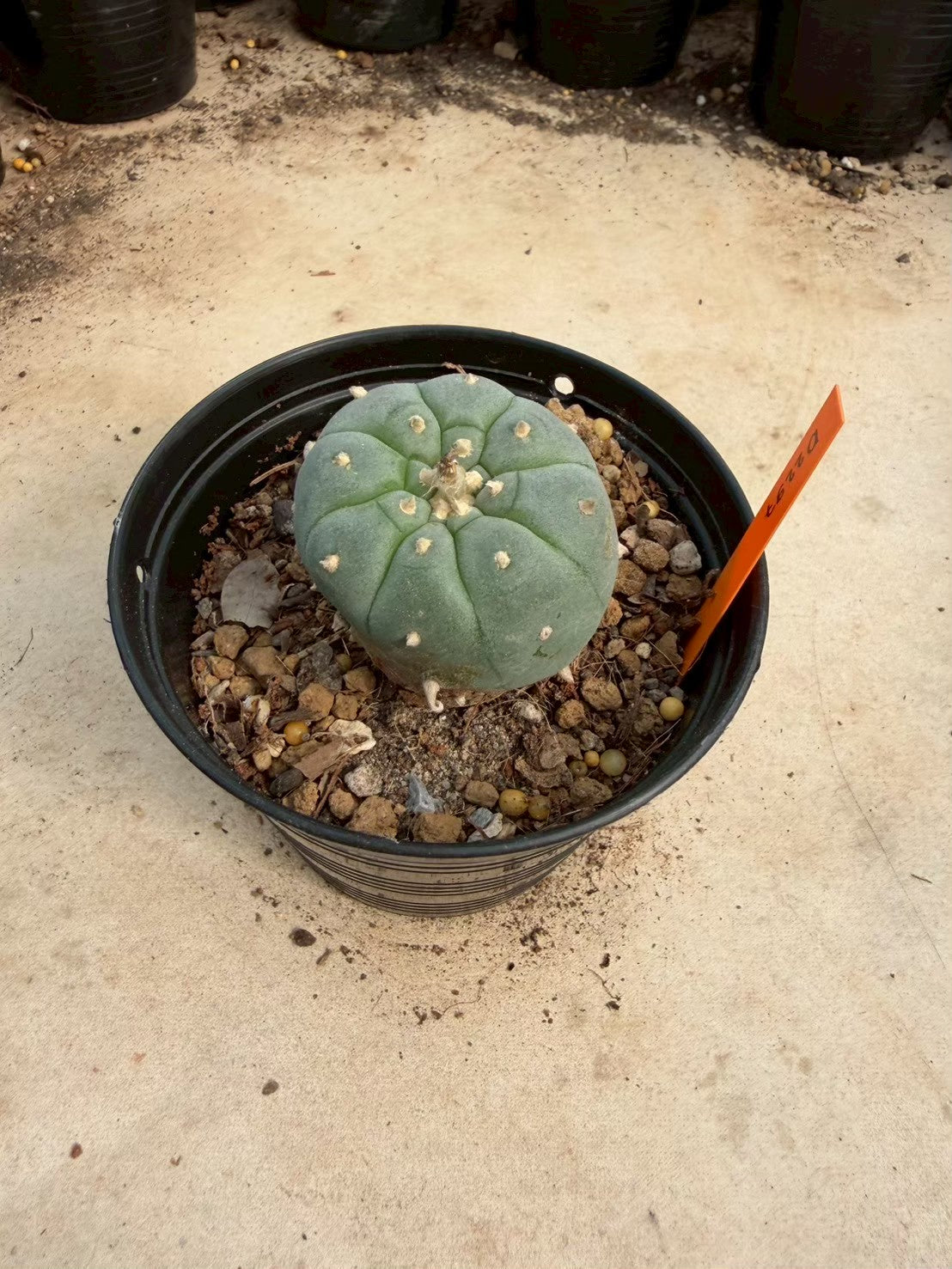 Lophophora williamsii – Peyote Cactus (Seed Grown, 3-3.5 cm, Own Root) 12 years old