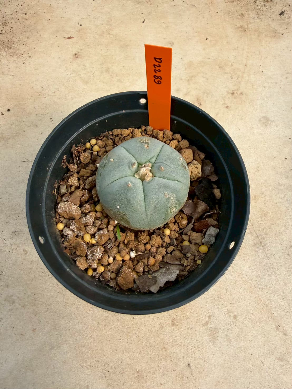 Lophophora williamsii – Peyote Cactus (Seed Grown, 3-3.5 cm, Own Root) 12 years old