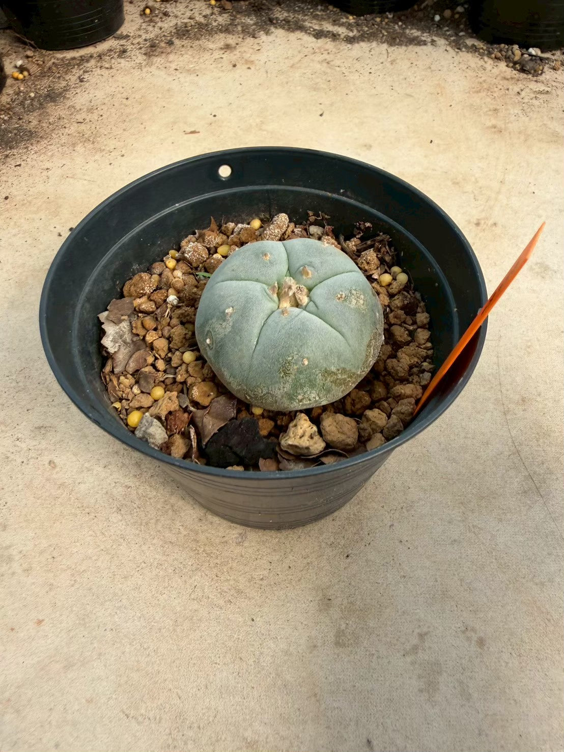 Lophophora williamsii – Peyote Cactus (Seed Grown, 3-3.5 cm, Own Root) 12 years old