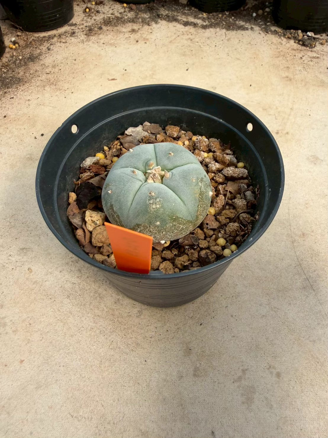 Lophophora williamsii – Peyote Cactus (Seed Grown, 3-3.5 cm, Own Root) 12 years old