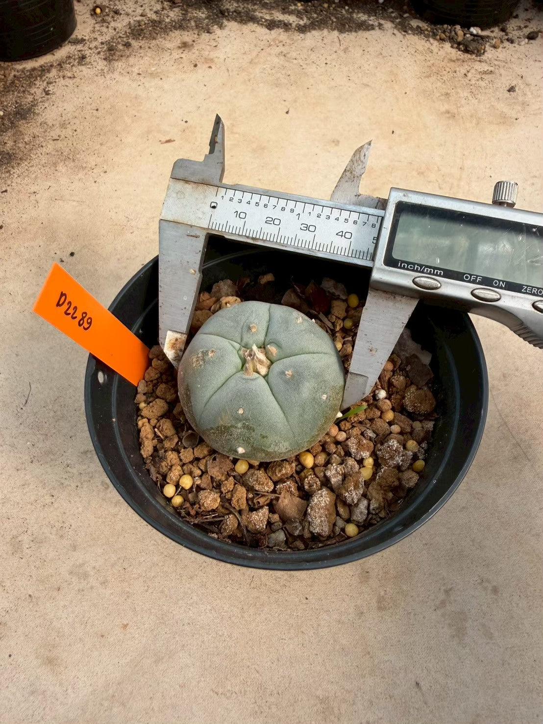 Lophophora williamsii – Peyote Cactus (Seed Grown, 3-3.5 cm, Own Root) 12 years old