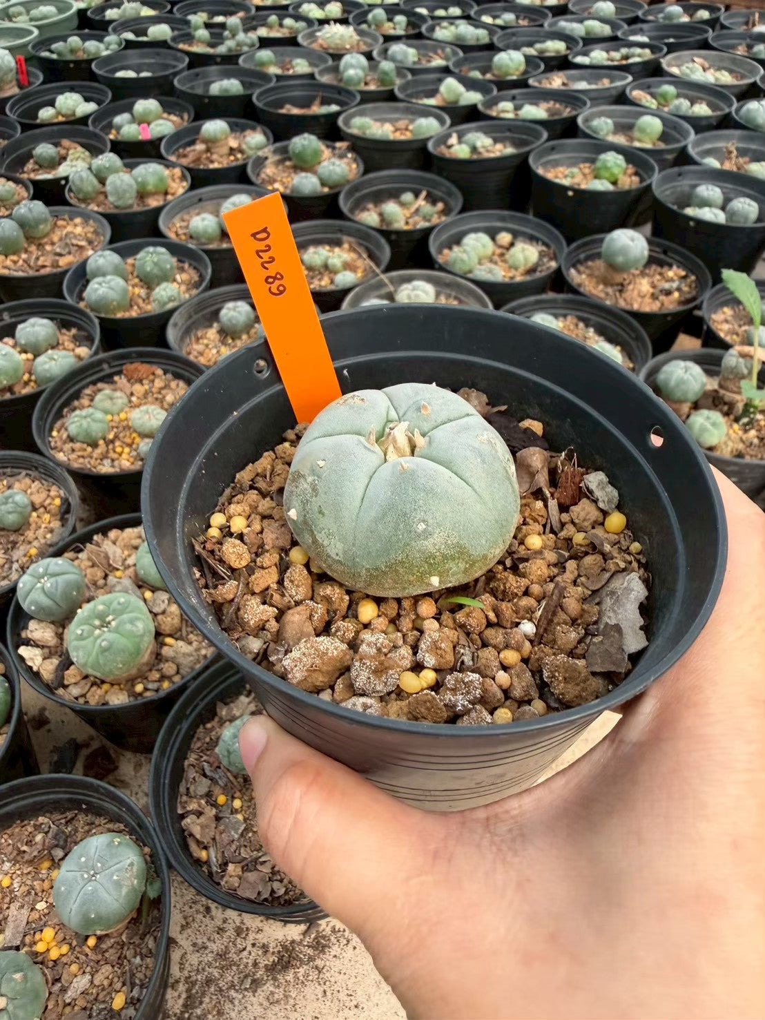 Lophophora williamsii – Peyote Cactus (Seed Grown, 3-3.5 cm, Own Root) 12 years old
