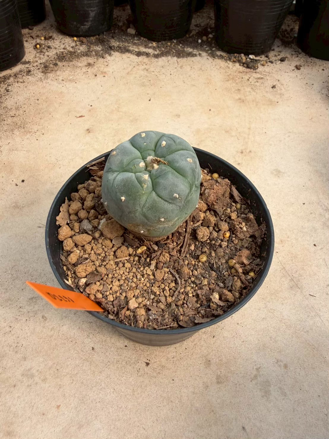 Lophophora williamsii – Peyote Cactus (Seed Grown, 3-3.5 cm, Own Root) 12 years old