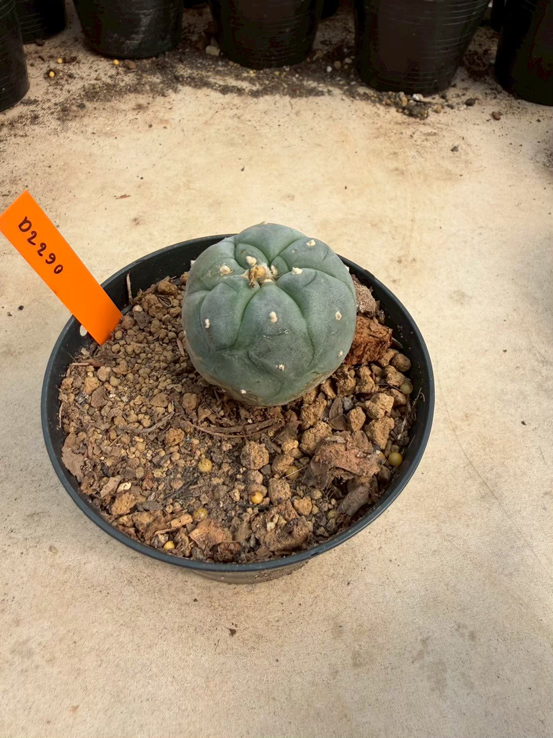 Lophophora williamsii – Peyote Cactus (Seed Grown, 3-3.5 cm, Own Root) 12 years old