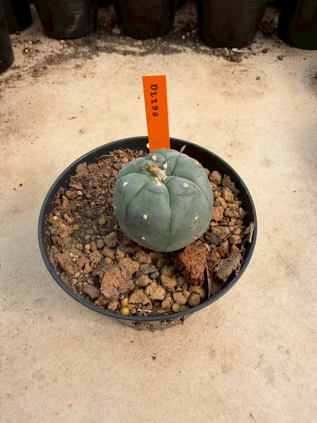 Lophophora williamsii – Peyote Cactus (Seed Grown, 3-3.5 cm, Own Root) 12 years old