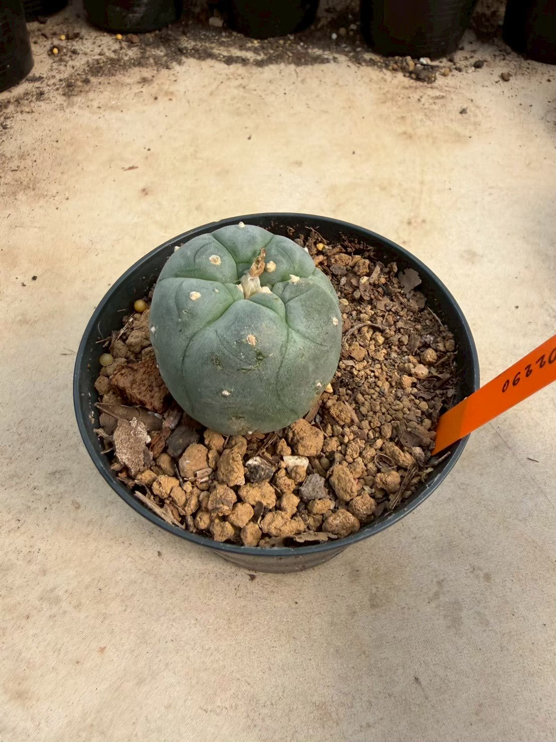 Lophophora williamsii – Peyote Cactus (Seed Grown, 3-3.5 cm, Own Root) 12 years old