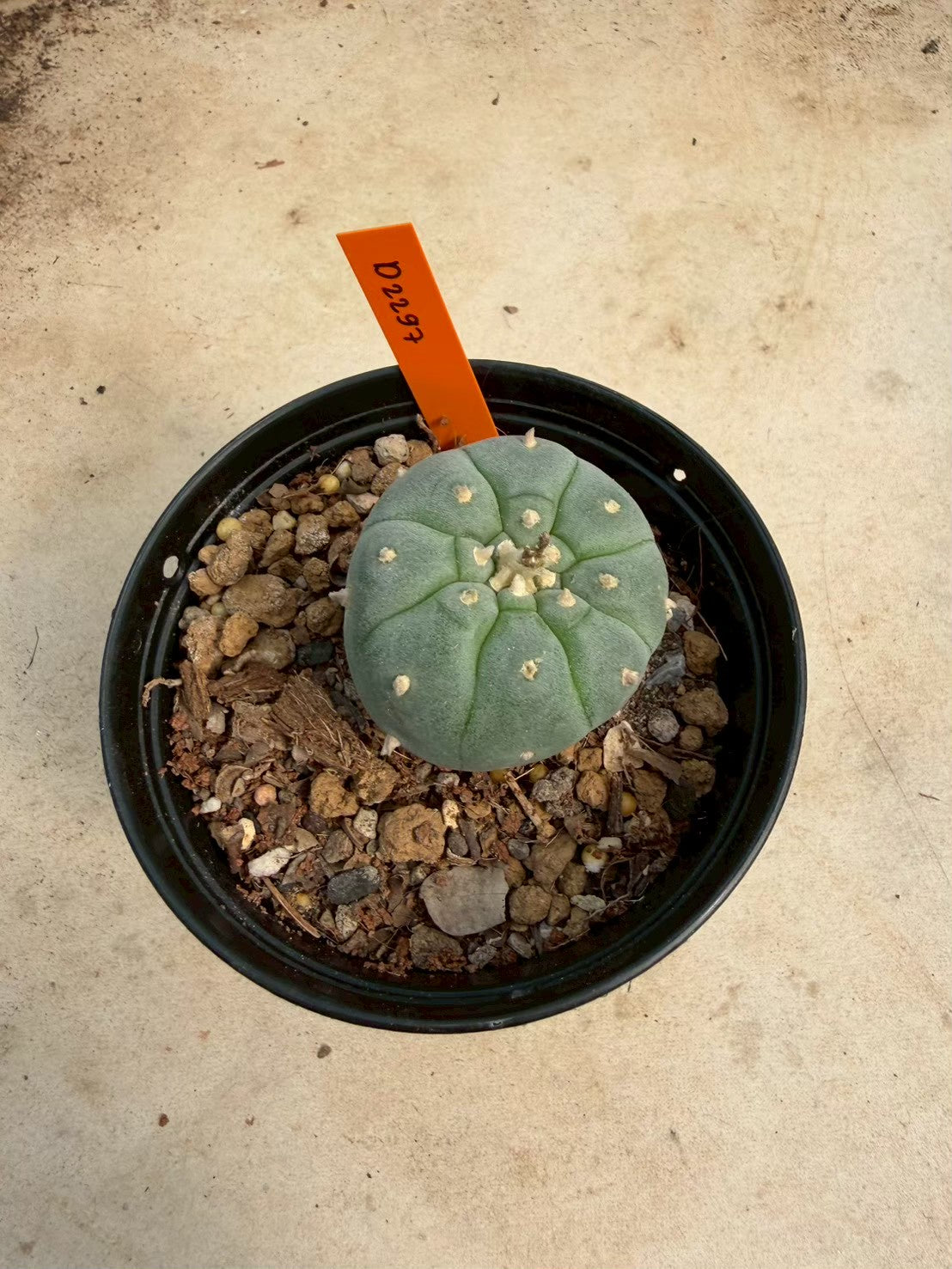 Lophophora williamsii – Peyote Cactus (Seed Grown, 3-3.5 cm, Own Root) 12 years old