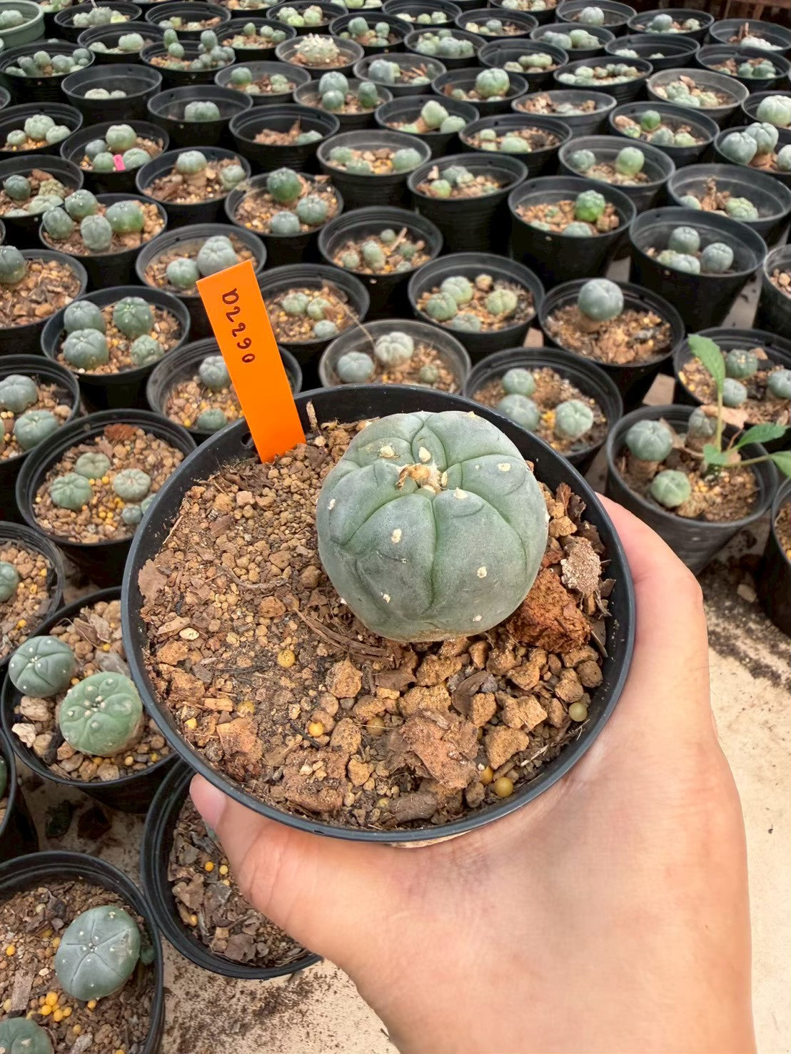 Lophophora williamsii – Peyote Cactus (Seed Grown, 3-3.5 cm, Own Root) 12 years old