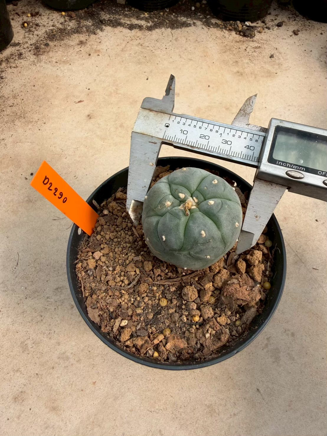 Lophophora williamsii – Peyote Cactus (Seed Grown, 3-3.5 cm, Own Root) 12 years old