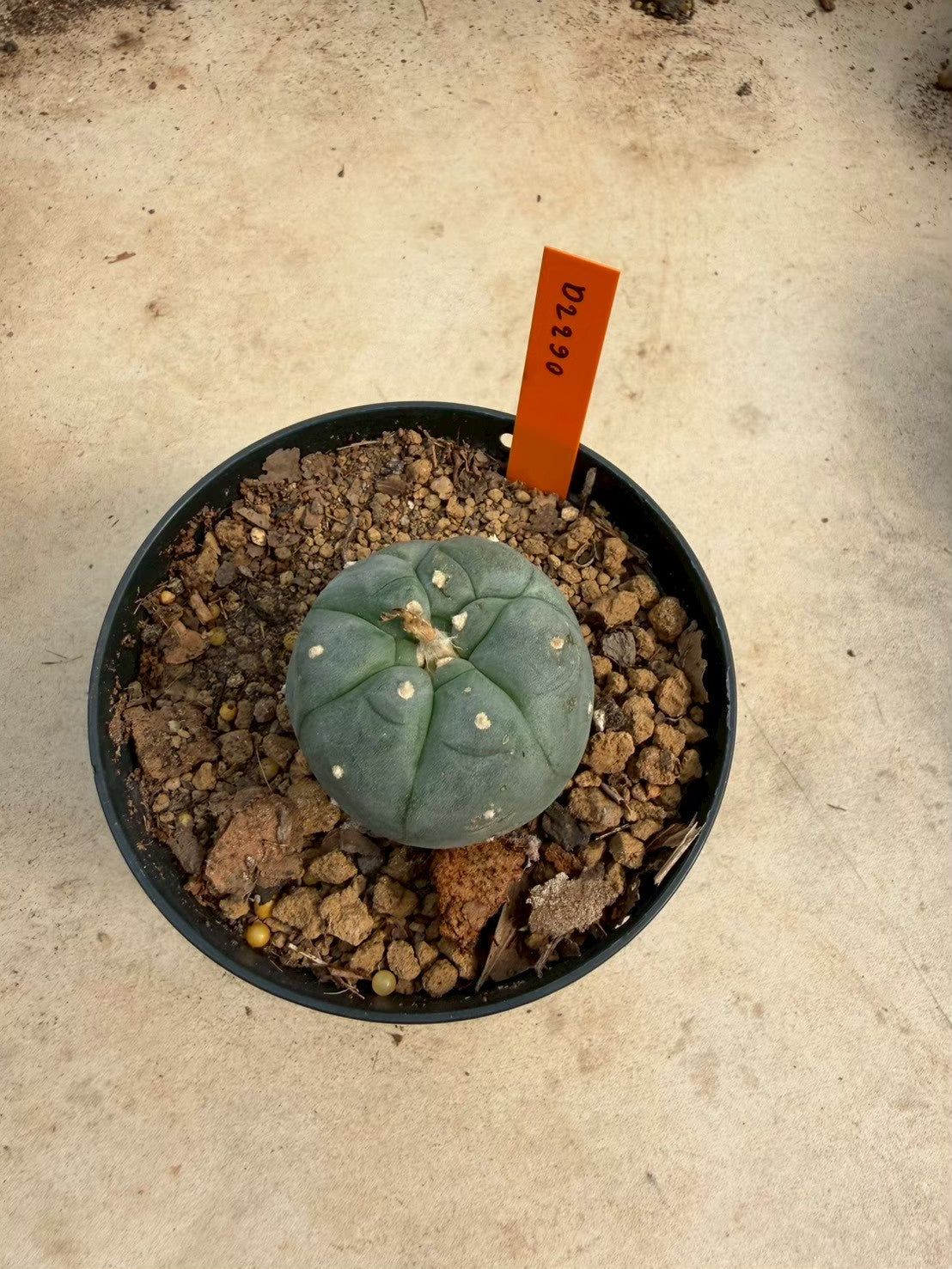 Lophophora williamsii – Peyote Cactus (Seed Grown, 3-3.5 cm, Own Root) 12 years old