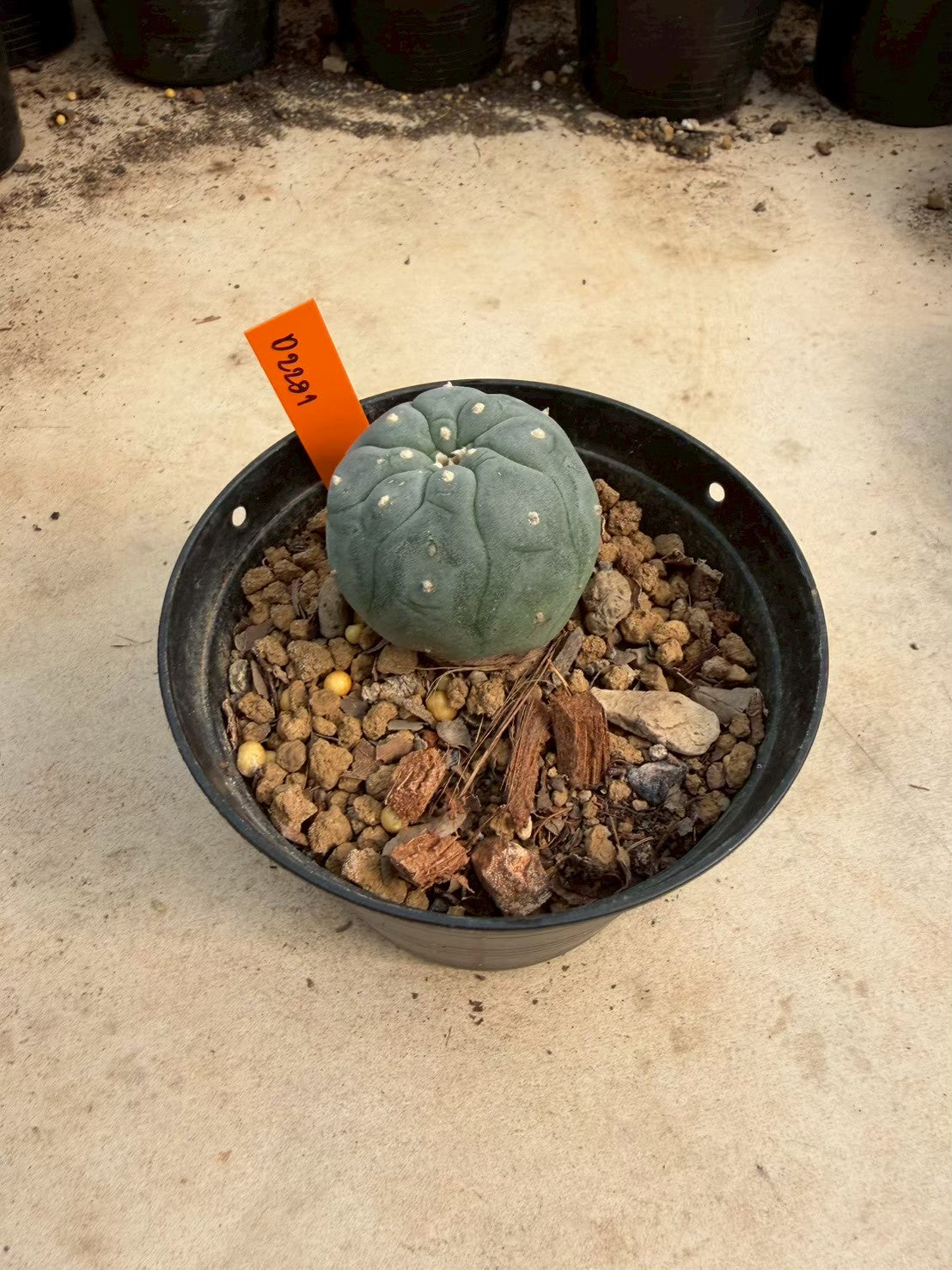 Lophophora williamsii – Peyote Cactus (Seed Grown, 3-3.5 cm, Own Root) 12 years old
