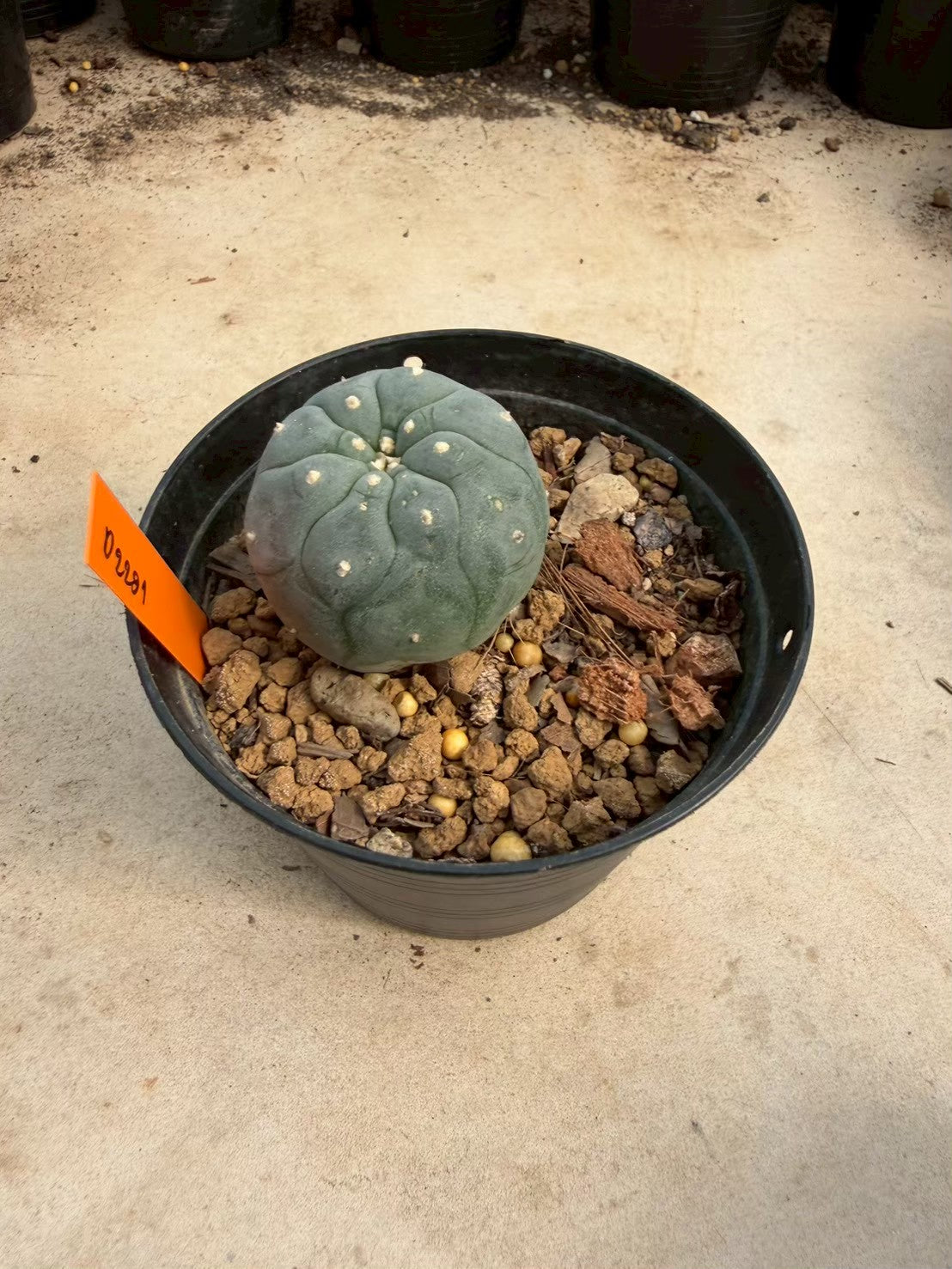 Lophophora williamsii – Peyote Cactus (Seed Grown, 3-3.5 cm, Own Root) 12 years old