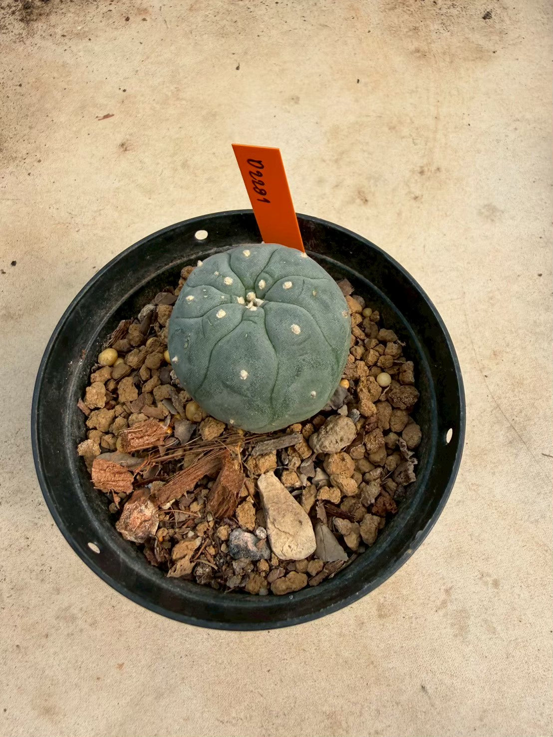 Lophophora williamsii – Peyote Cactus (Seed Grown, 3-3.5 cm, Own Root) 12 years old