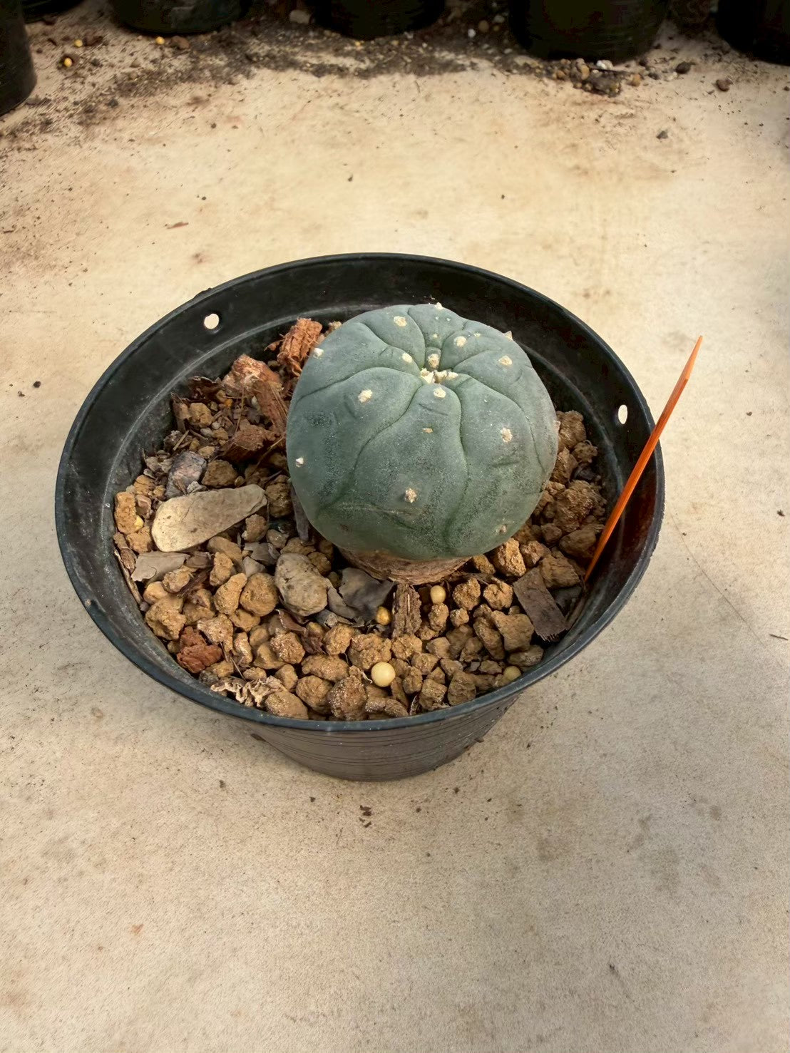 Lophophora williamsii – Peyote Cactus (Seed Grown, 3-3.5 cm, Own Root) 12 years old