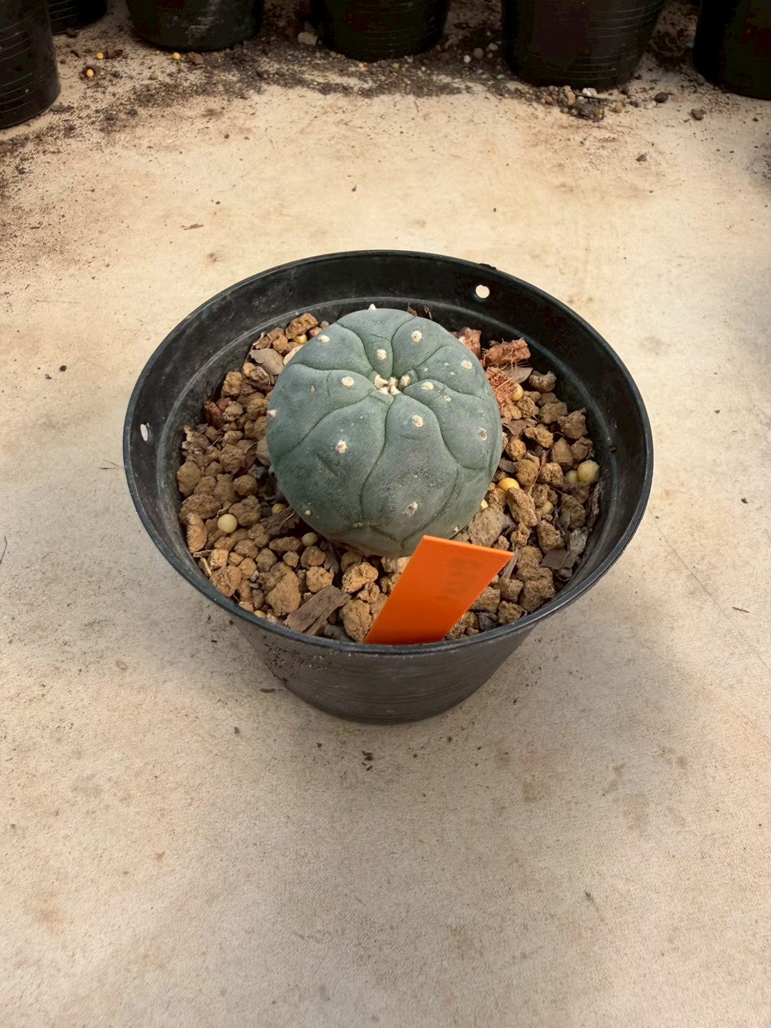 Lophophora williamsii – Peyote Cactus (Seed Grown, 3-3.5 cm, Own Root) 12 years old