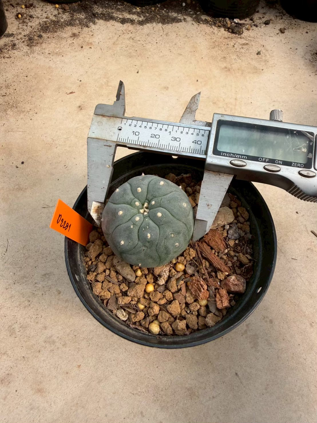 Lophophora williamsii – Peyote Cactus (Seed Grown, 3-3.5 cm, Own Root) 12 years old