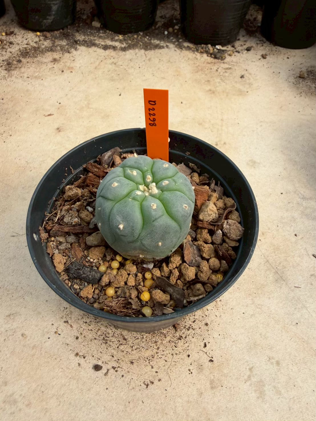 Lophophora williamsii – Peyote Cactus (Seed Grown, 3-3.5 cm, Own Root) 12 years old