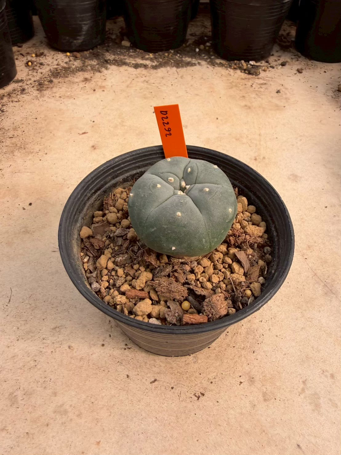 Lophophora williamsii – Peyote Cactus (Seed Grown, 3-3.5 cm, Own Root) 12 years old