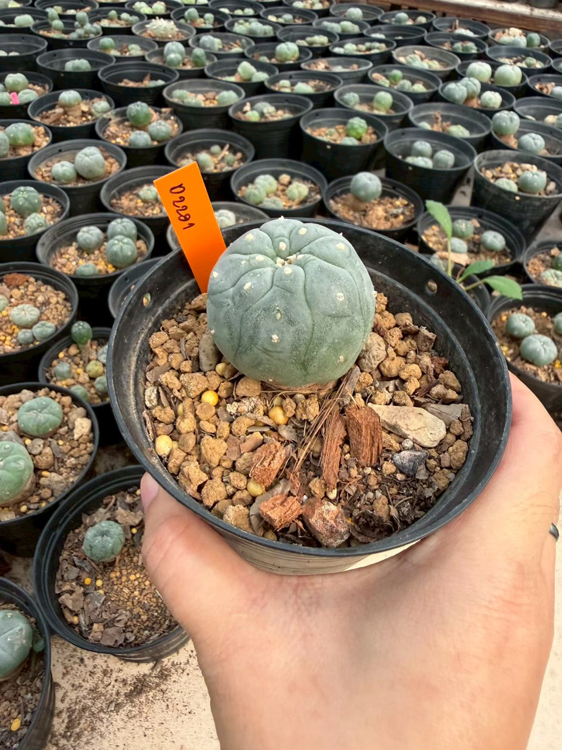 Lophophora williamsii – Peyote Cactus (Seed Grown, 3-3.5 cm, Own Root) 12 years old
