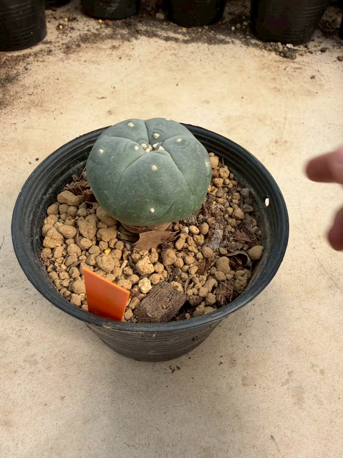 Lophophora williamsii – Peyote Cactus (Seed Grown, 3-3.5 cm, Own Root) 12 years old