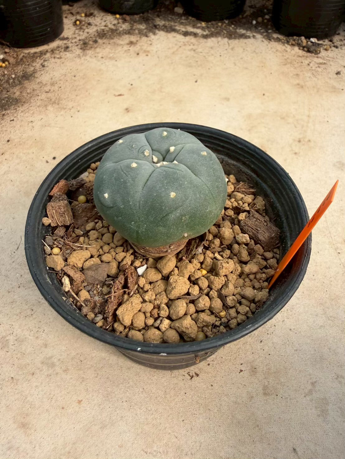 Lophophora williamsii – Peyote Cactus (Seed Grown, 3-3.5 cm, Own Root) 12 years old