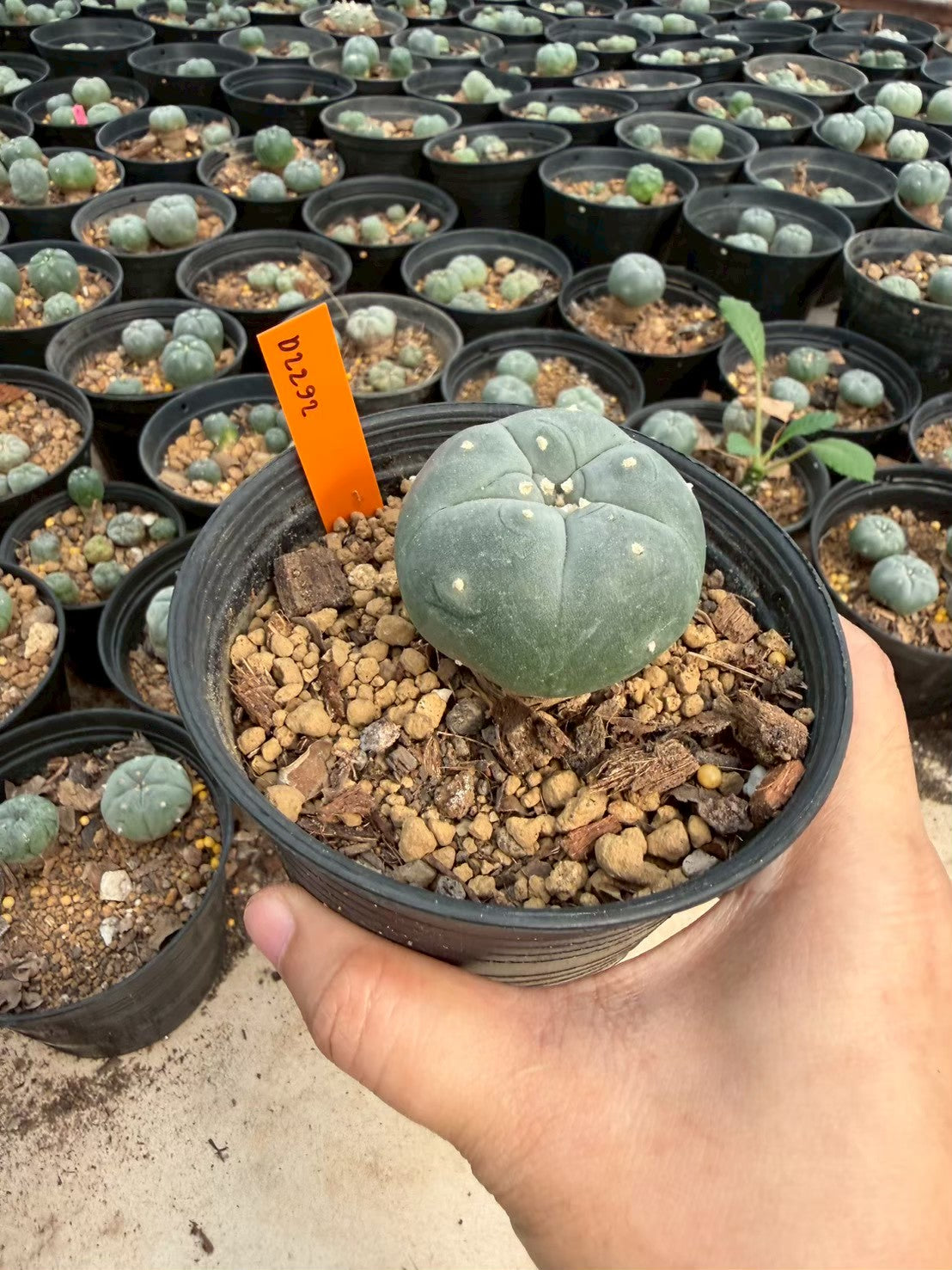 Lophophora williamsii – Peyote Cactus (Seed Grown, 3-3.5 cm, Own Root) 12 years old