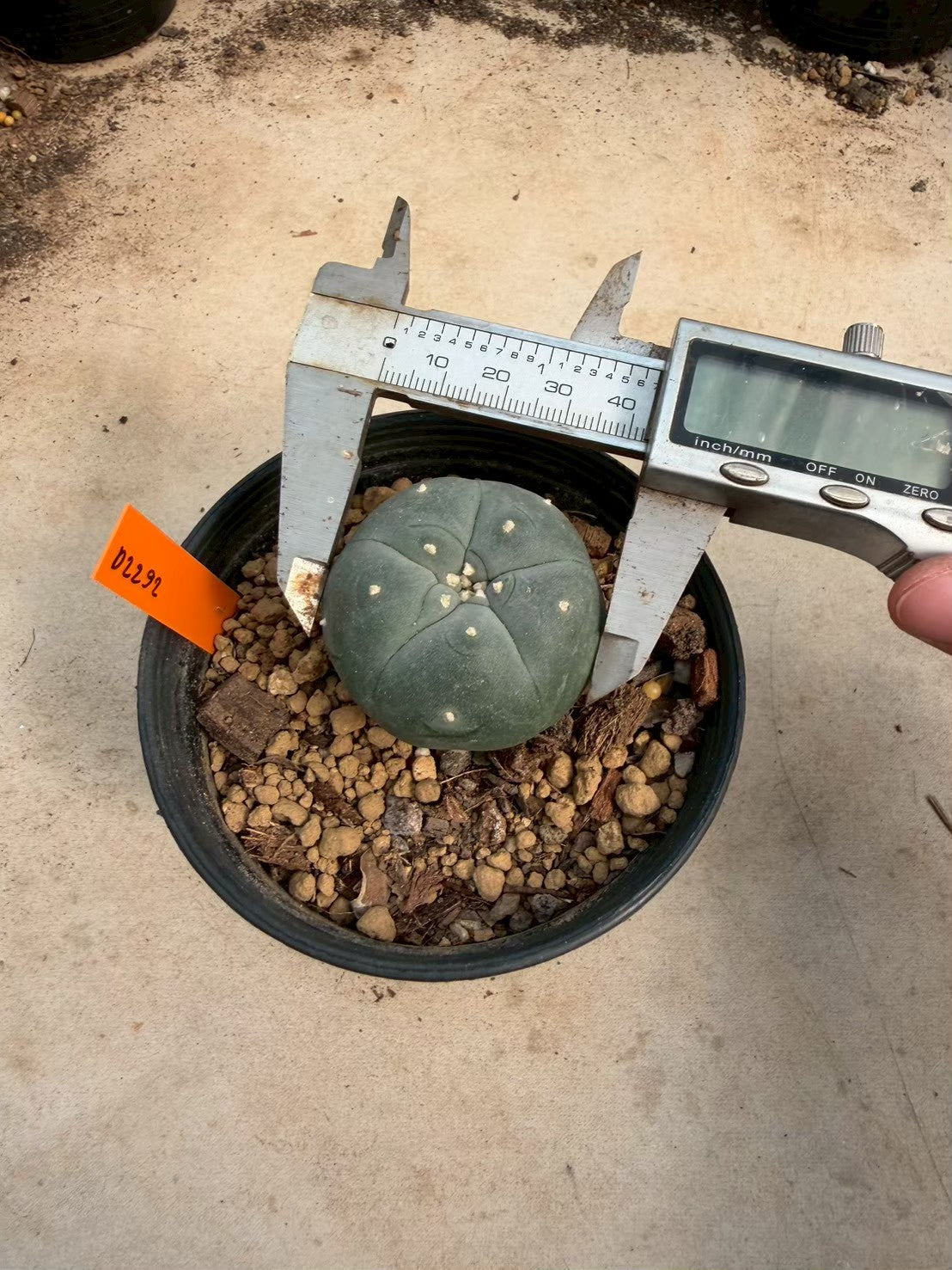 Lophophora williamsii – Peyote Cactus (Seed Grown, 3-3.5 cm, Own Root) 12 years old