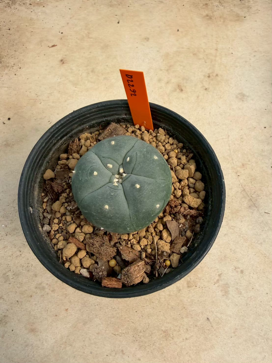 Lophophora williamsii – Peyote Cactus (Seed Grown, 3-3.5 cm, Own Root) 12 years old