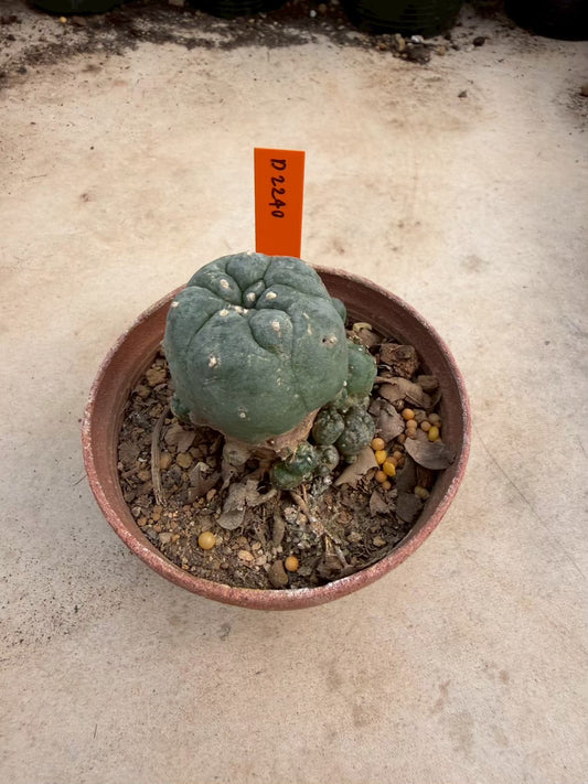 Lophophora williamsii – Peyote Cactus (Seed Grown, 3-3.5 cm, Own Root) 12 years old