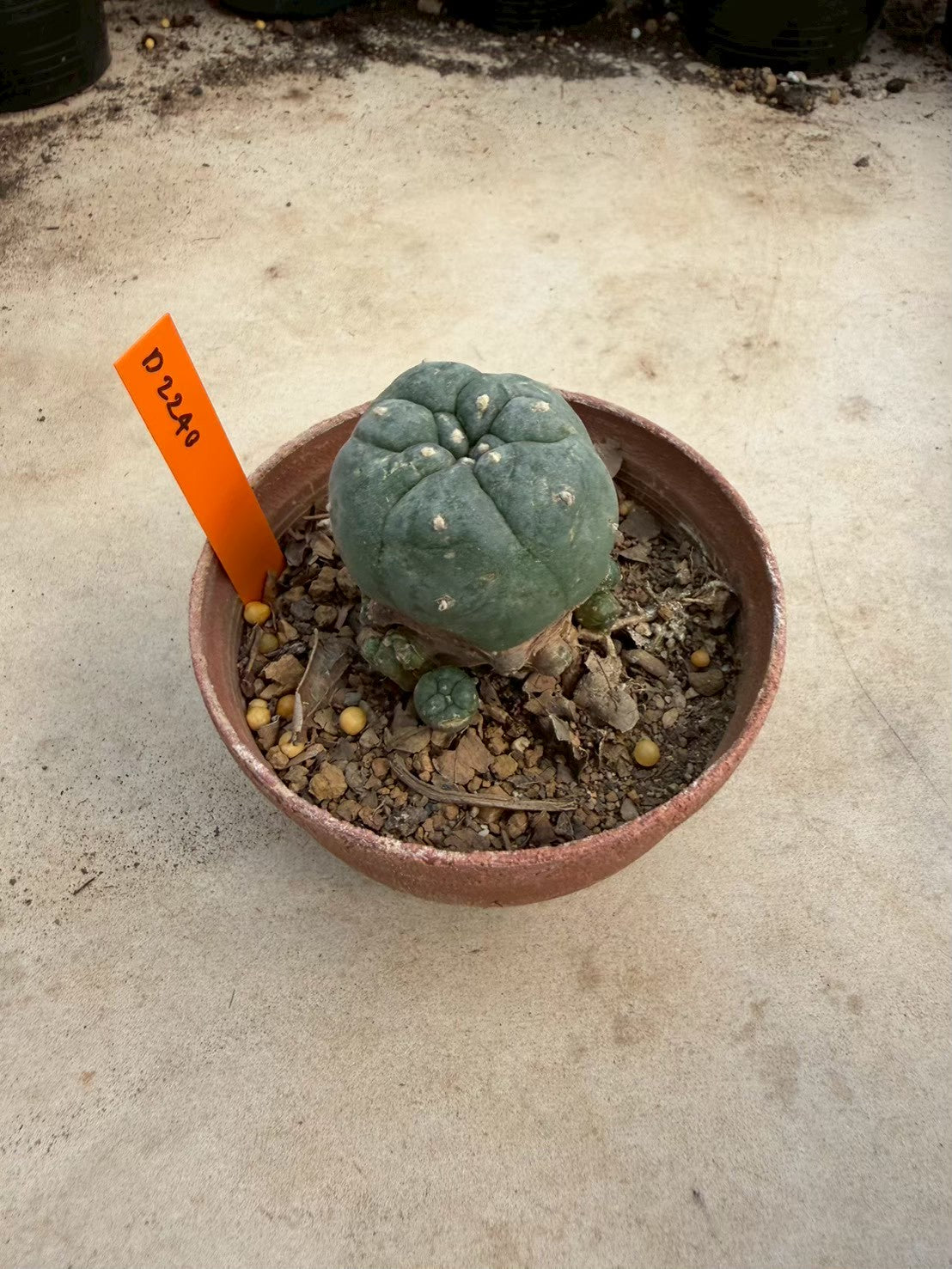 Lophophora williamsii – Peyote Cactus (Seed Grown, 3-3.5 cm, Own Root) 12 years old