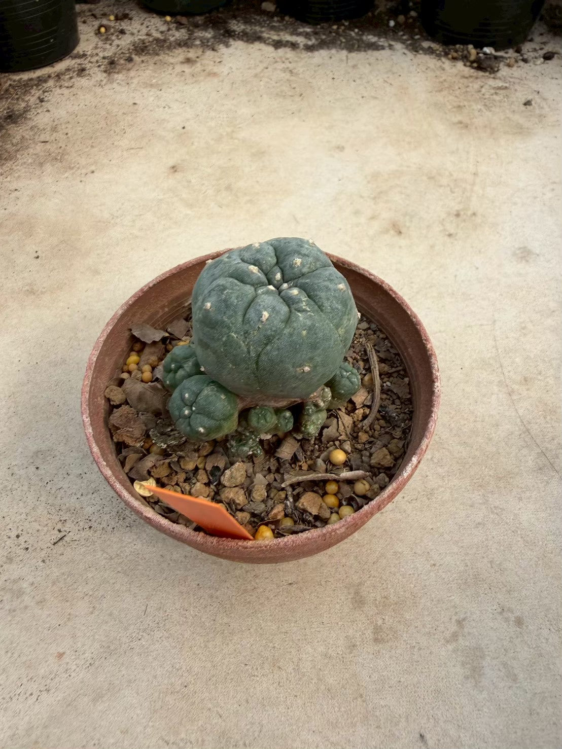 Lophophora williamsii – Peyote Cactus (Seed Grown, 3-3.5 cm, Own Root) 12 years old