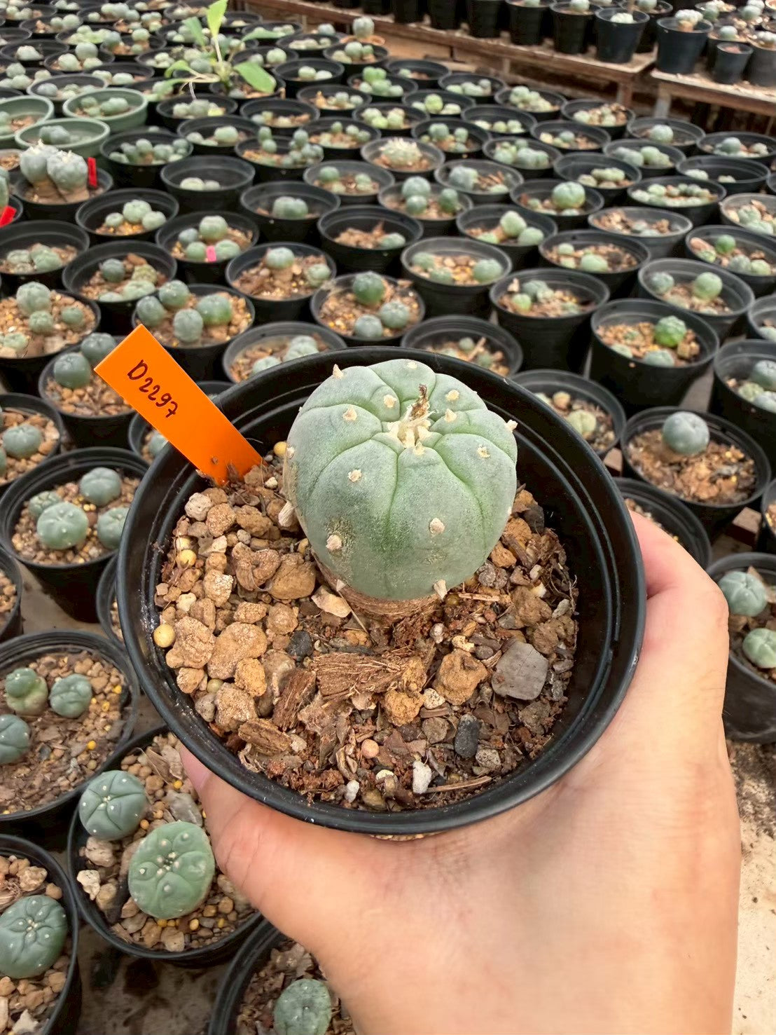 Lophophora williamsii – Peyote Cactus (Seed Grown, 3-3.5 cm, Own Root) 12 years old