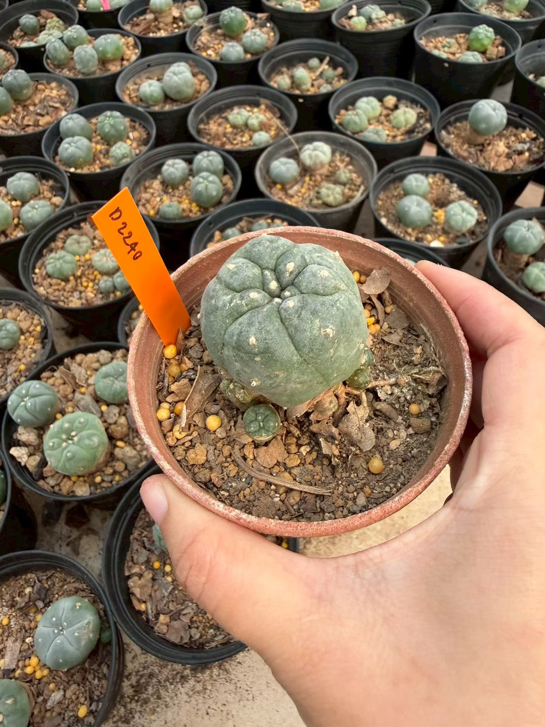 Lophophora williamsii – Peyote Cactus (Seed Grown, 3-3.5 cm, Own Root) 12 years old