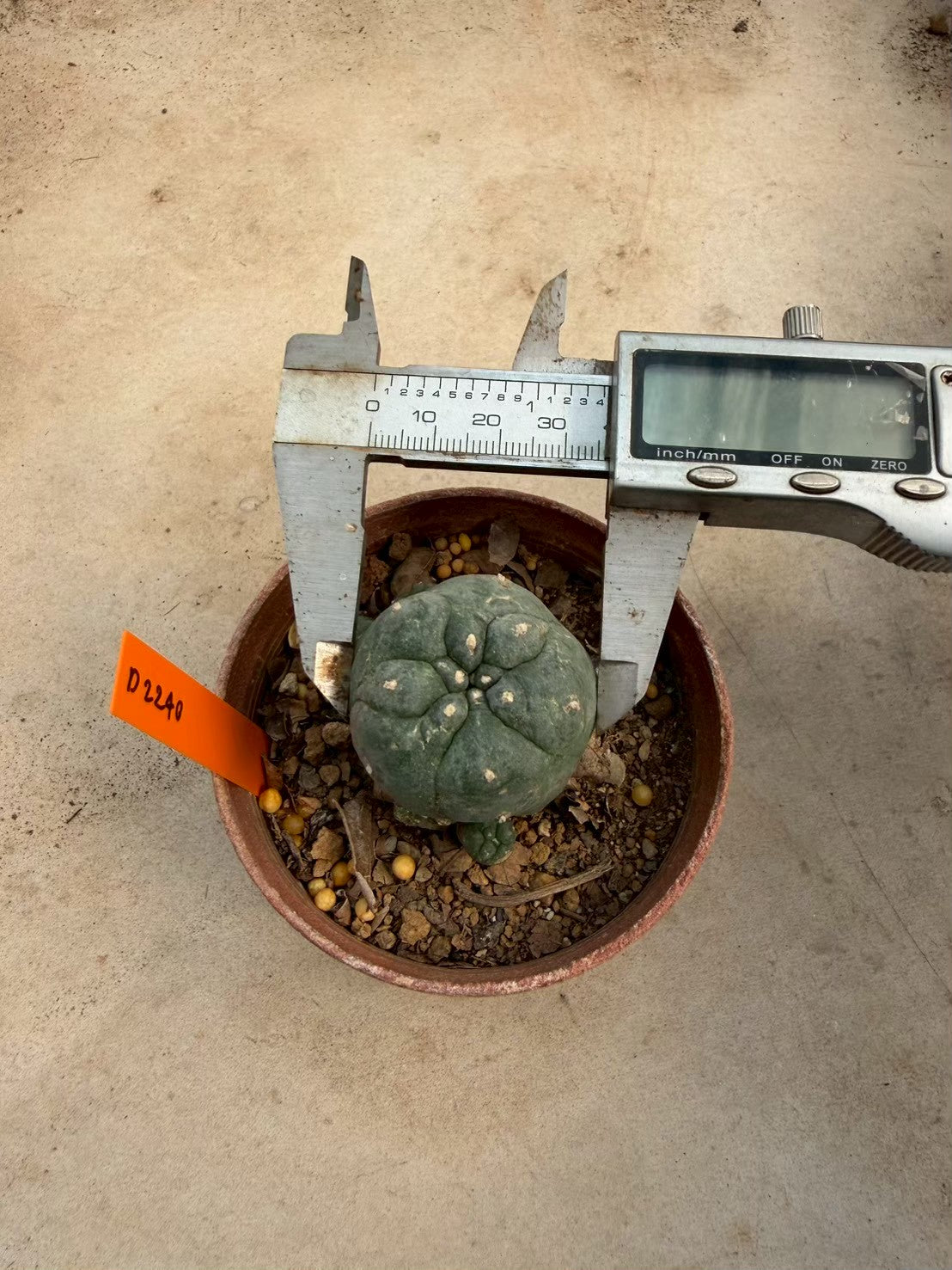 Lophophora williamsii – Peyote Cactus (Seed Grown, 3-3.5 cm, Own Root) 12 years old
