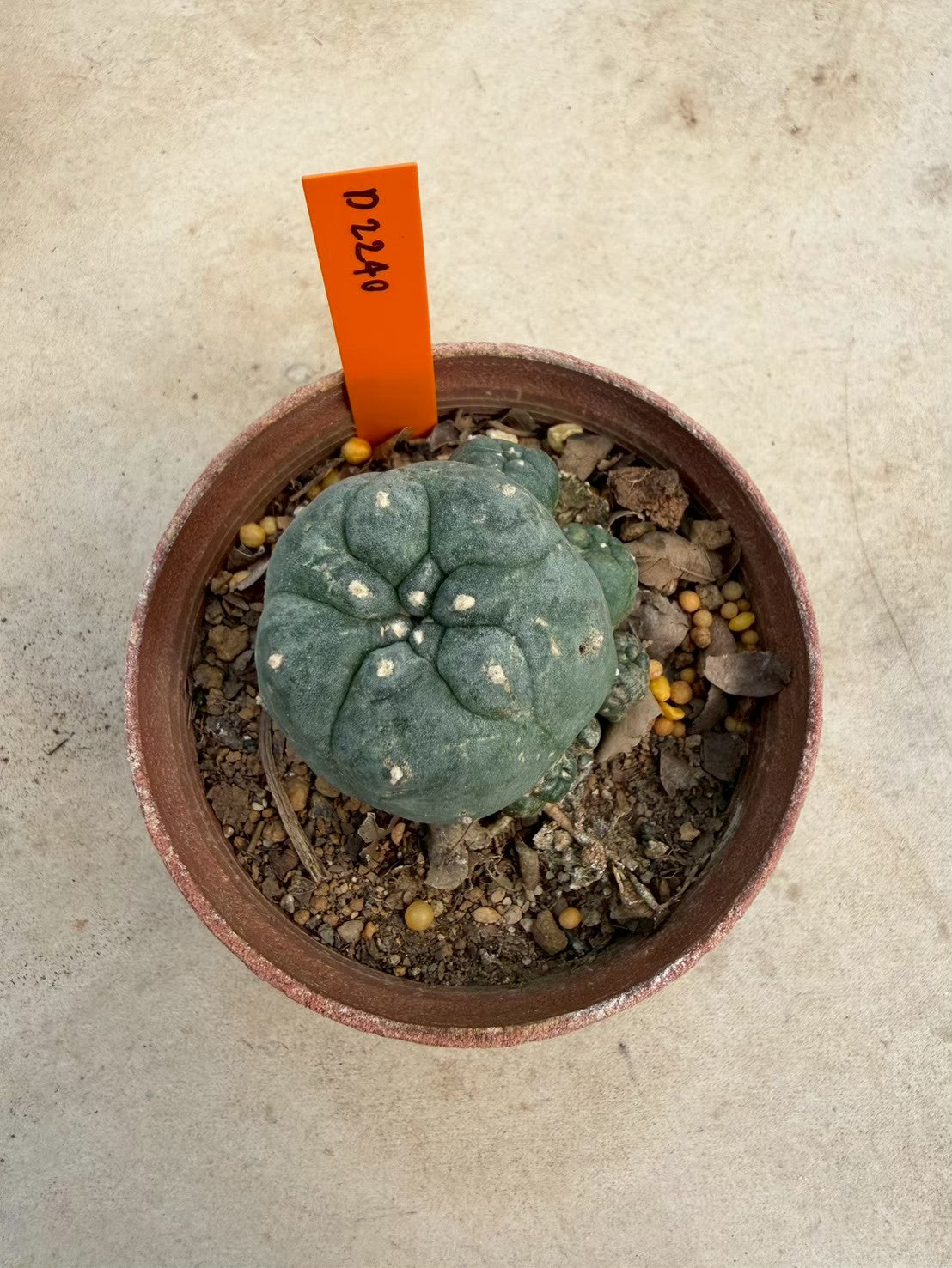 Lophophora williamsii – Peyote Cactus (Seed Grown, 3-3.5 cm, Own Root) 12 years old