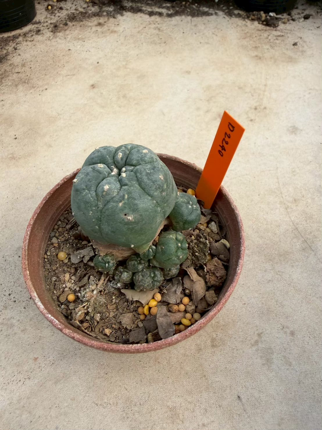 Lophophora williamsii – Peyote Cactus (Seed Grown, 3-3.5 cm, Own Root) 12 years old
