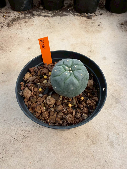 Lophophora williamsii – Peyote Cactus (Seed Grown, 3-3.5 cm, Own Root) 12 years old