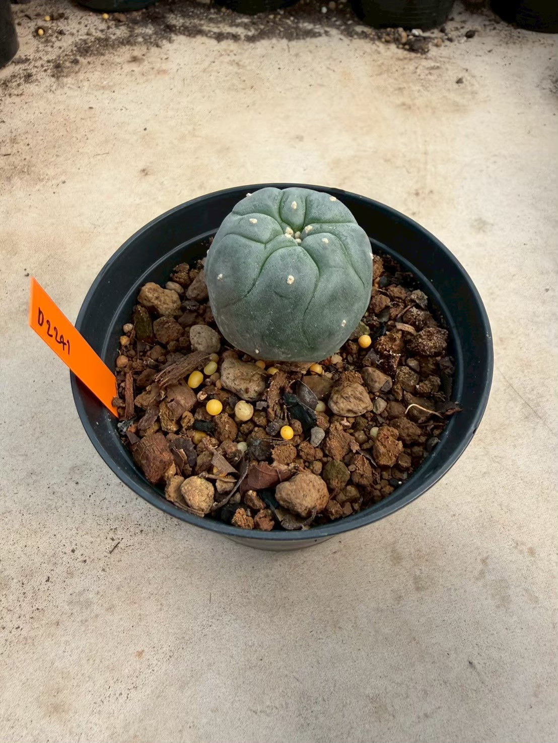 Lophophora williamsii – Peyote Cactus (Seed Grown, 3-3.5 cm, Own Root) 12 years old