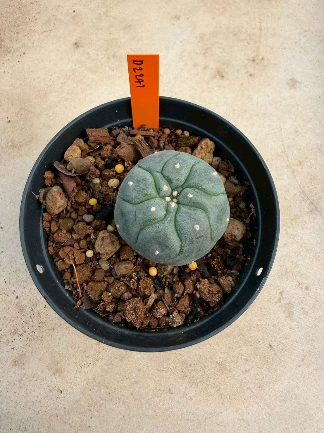 Lophophora williamsii – Peyote Cactus (Seed Grown, 3-3.5 cm, Own Root) 12 years old