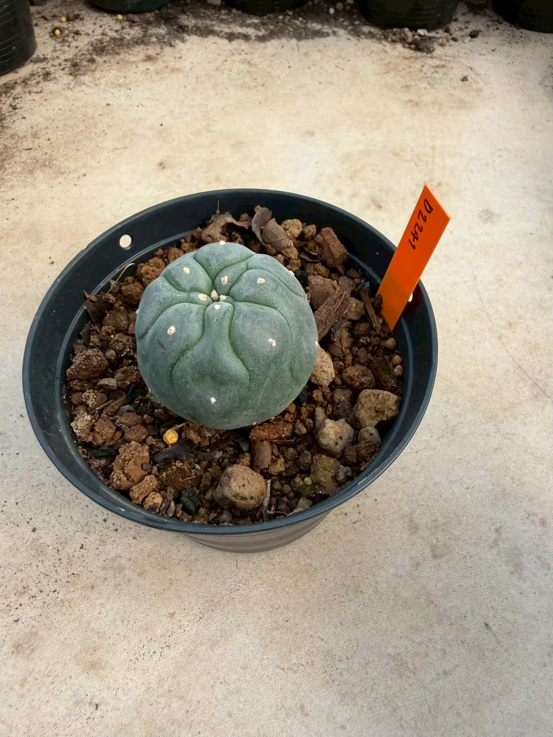 Lophophora williamsii – Peyote Cactus (Seed Grown, 3-3.5 cm, Own Root) 12 years old