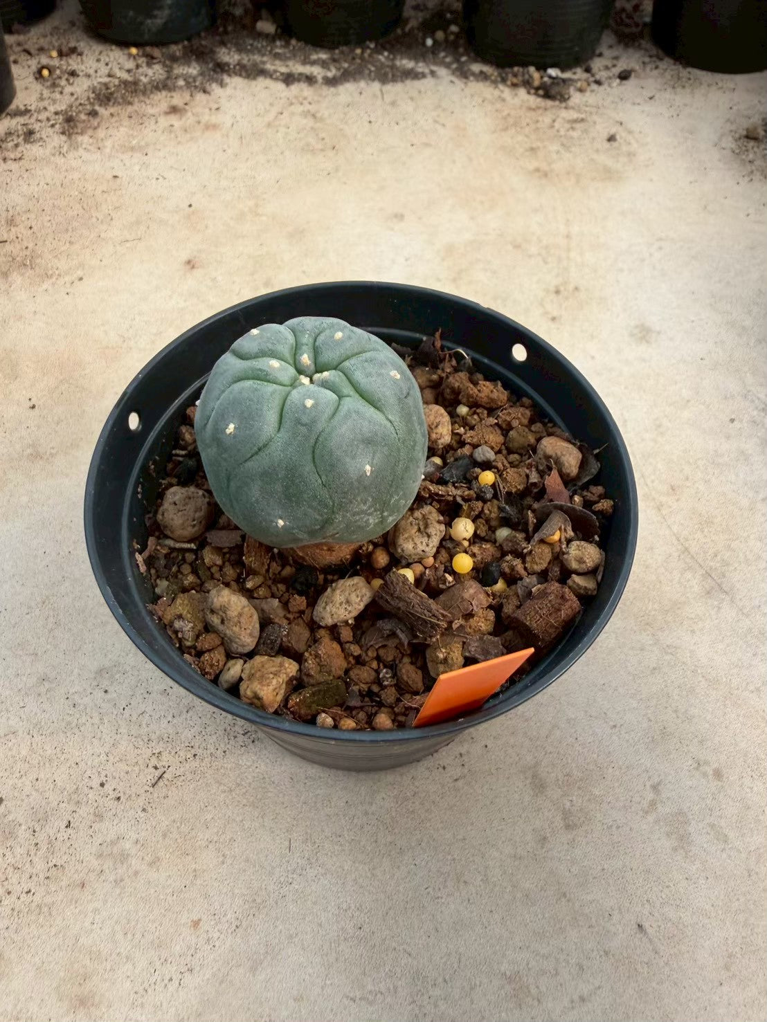 Lophophora williamsii – Peyote Cactus (Seed Grown, 3-3.5 cm, Own Root) 12 years old