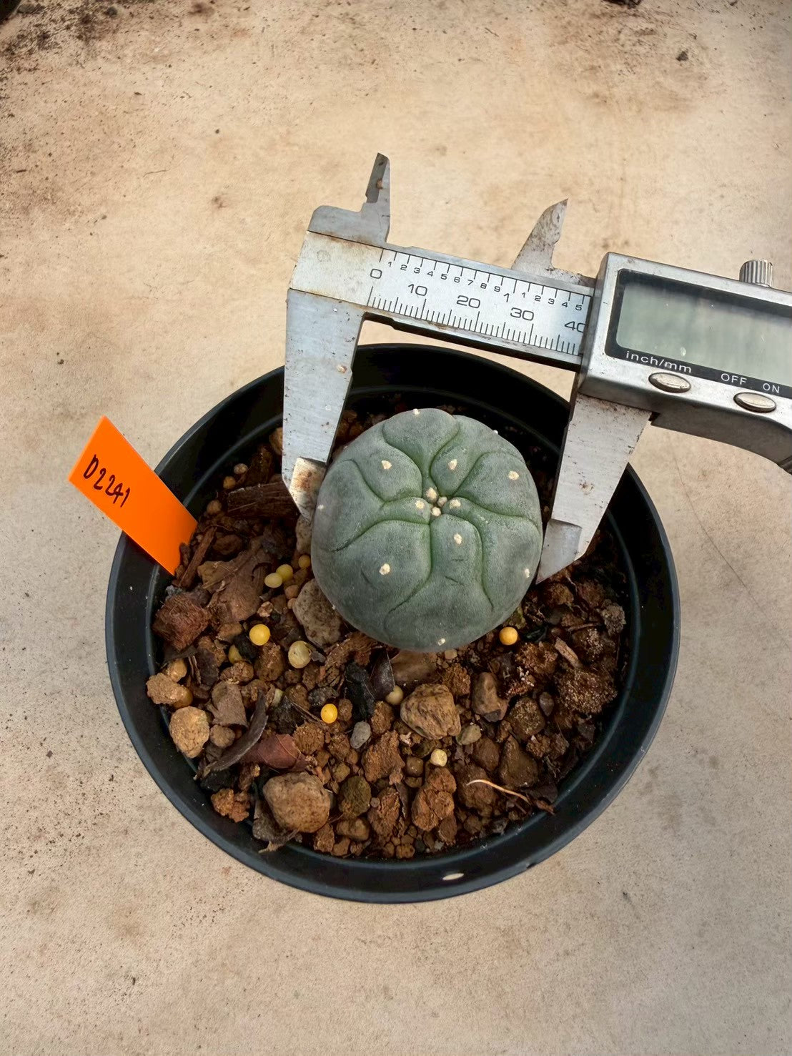 Lophophora williamsii – Peyote Cactus (Seed Grown, 3-3.5 cm, Own Root) 12 years old