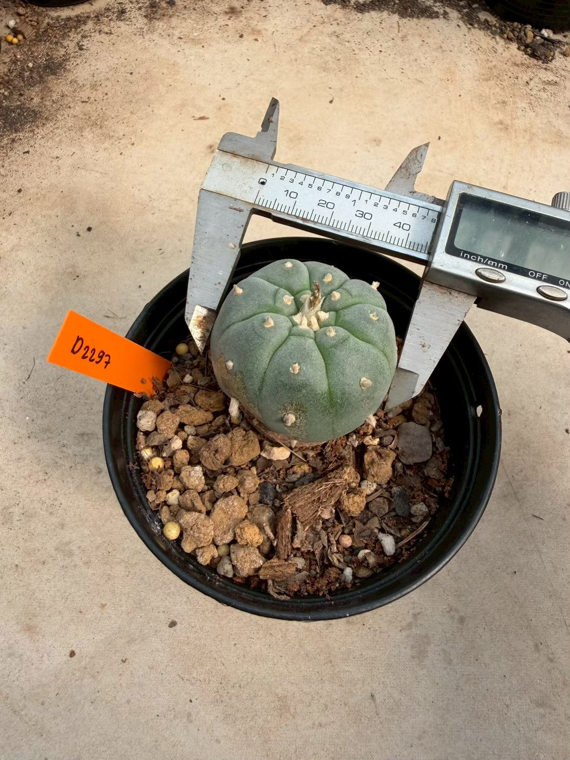 Lophophora williamsii – Peyote Cactus (Seed Grown, 3-3.5 cm, Own Root) 12 years old