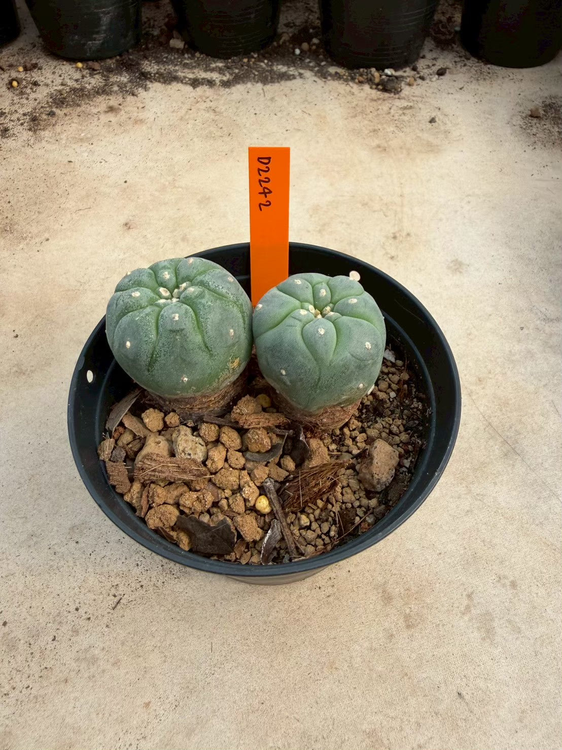 Lophophora williamsii – Peyote Cactus (Seed Grown, 3-3.5 cm, Own Root) 12 years old